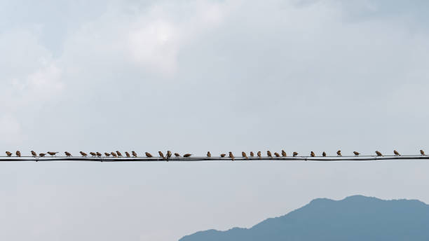 Many sparrows standing on electrical line with mountain and sky background.