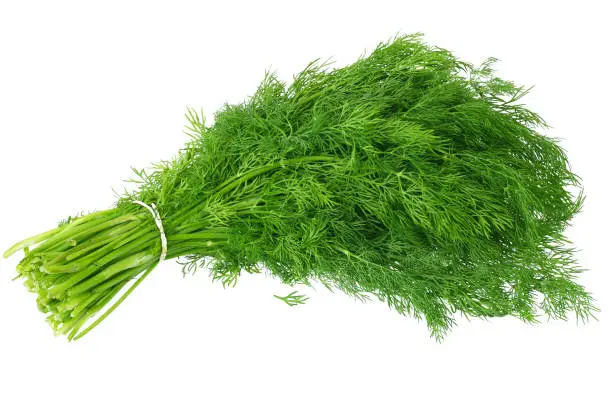 bunch of dill isolated on white background
