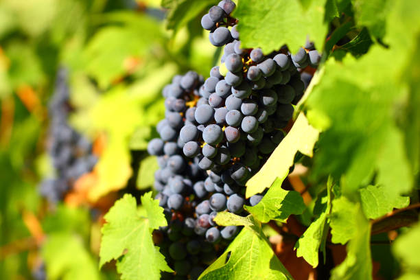istock Grape cluster with blue dark berries hanging and ripening on a bush with leaves. 1171058222