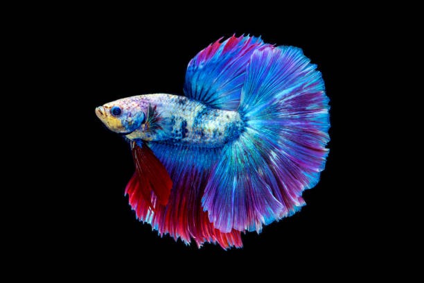 istock Siamese fighting fish isolated on black background,Halfmoon betta. 1171059303