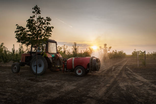 istock Spraying trees in fruit orchard against insect and deceases. 1171059362