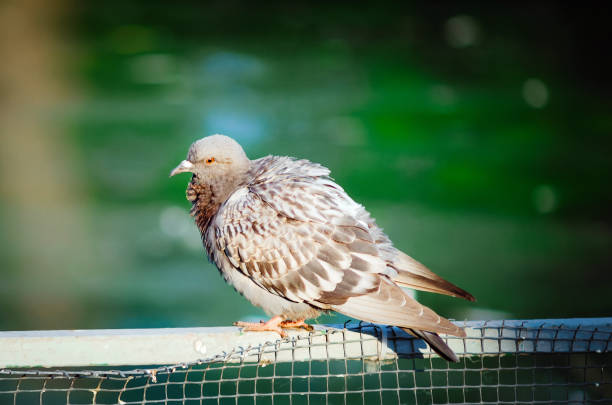 istock Gray dove on a green natural background, close-up. 1171060582