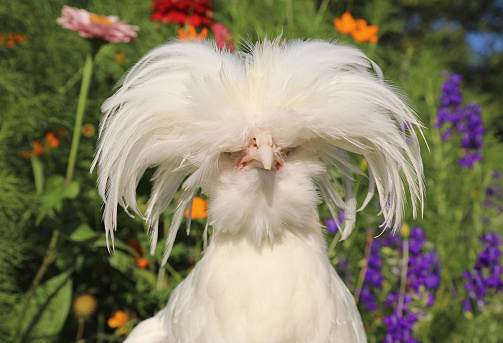 A white polish hen (possibly a rooster, as yet undetermined) poses in a flower garden