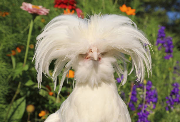 Free range Chicken in flower garden A white polish hen (possibly a rooster, as yet undetermined) poses in a flower garden chicken bird stock pictures, royalty-free photos & images