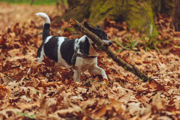 istock Playful Border Jack puppy 1171061747