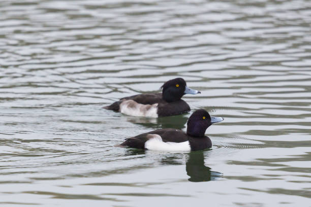 istock tufted ducks (aythya fuligula) swimming on water surface 1171062752