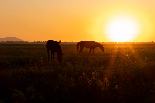A horse grazes in a field at sunset. Backlit warm light from the sun going beyond the horizon.