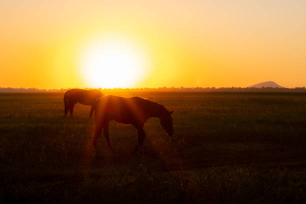 istock A horse grazes in a field at sunset. 1171062774