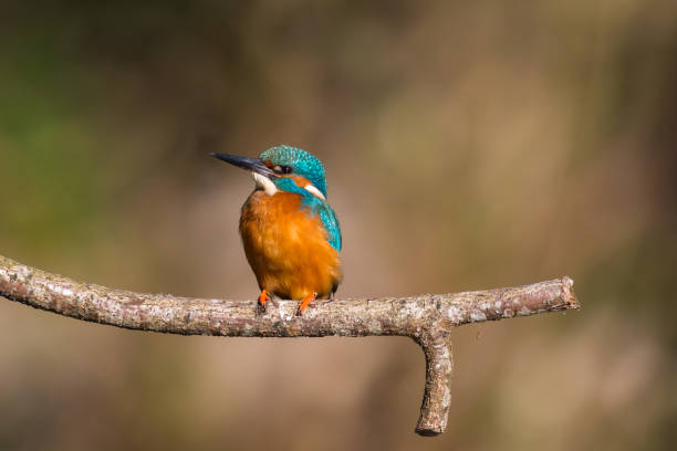 istock male common kingfisher (alcedo atthis) sitting on perch 1171062782