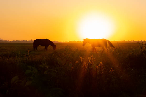 istock A horse grazes in a field at sunset. 1171062783