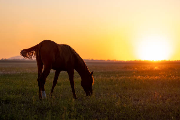 istock A horse grazes in a field at sunset. 1171062860
