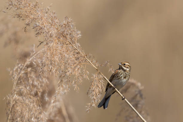 istock female reed bunting (emberiza schoeniclus) in reed 1171062963