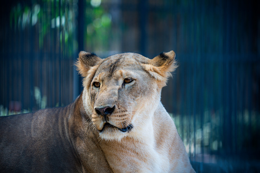 beautiful portrait of wild adult lioness