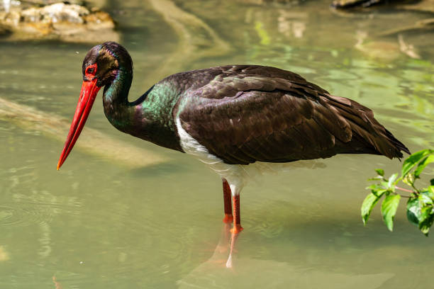 istock Black stork, Ciconia nigra in a german nature park 1171063918