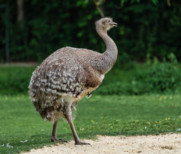istock Darwin's rhea, Rhea pennata also known as the lesser rhea. 1171063957