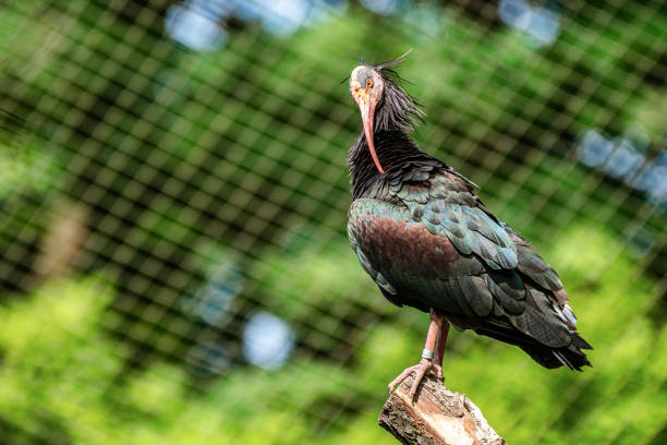 The northern bald ibis, hermit ibis, or waldrapp lat.Geronticus eremita is a migratory bird found in barren, semi-desert or rocky habitats, often close to running water.