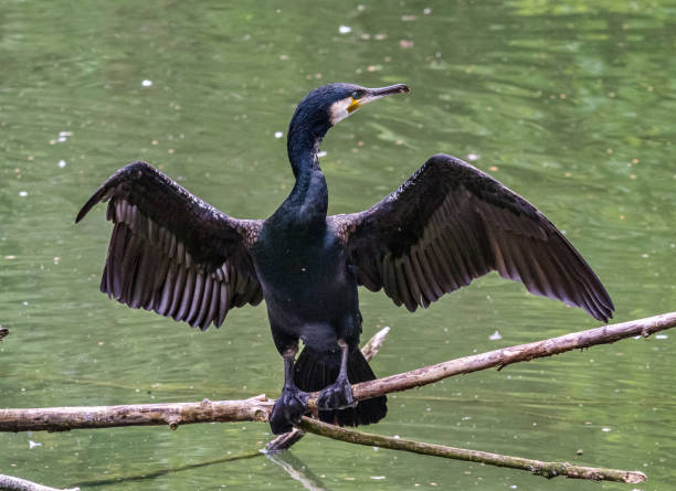 istock The great cormorant, Phalacrocorax carbo sitting on a branch 1171064020