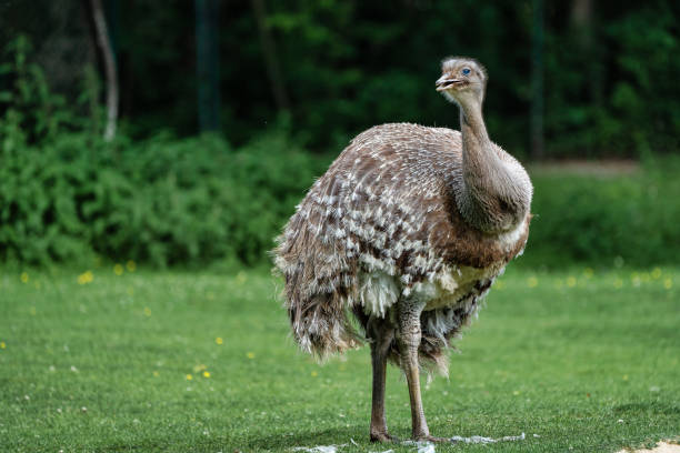 istock Darwin's rhea, Rhea pennata also known as the lesser rhea. 1171064170