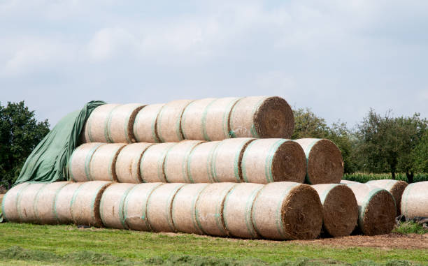 istock roles of straw stacked up in a meadow 1171064209