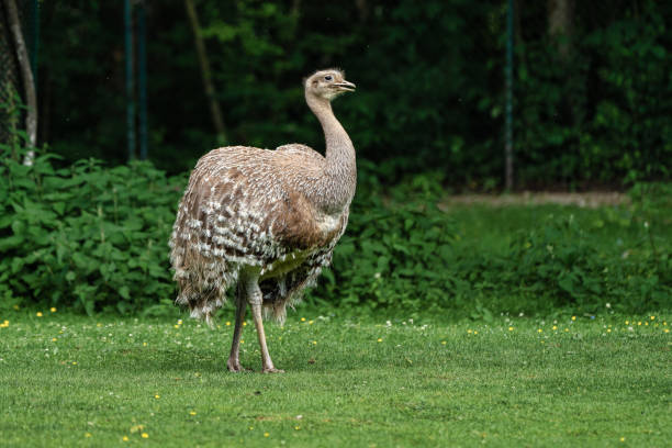istock Darwin's rhea, Rhea pennata also known as the lesser rhea. 1171064317