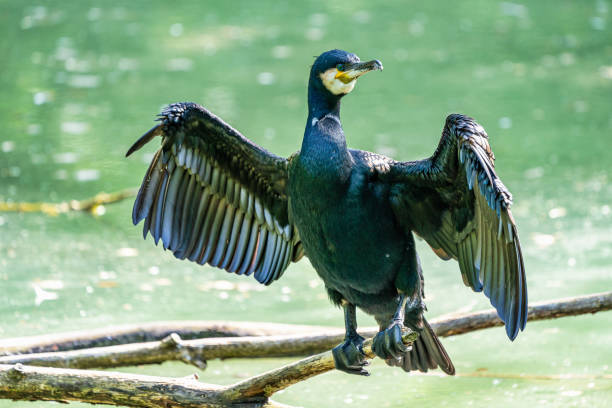 istock The great cormorant, Phalacrocorax carbo sitting on a branch 1171064336