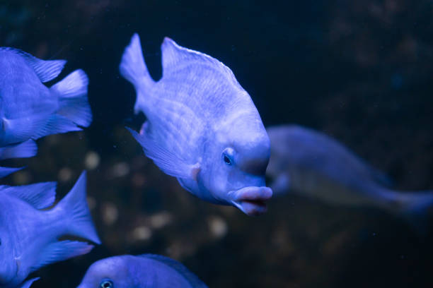 istock Dolphin cichlid Cyrtocara moorii 1171065683