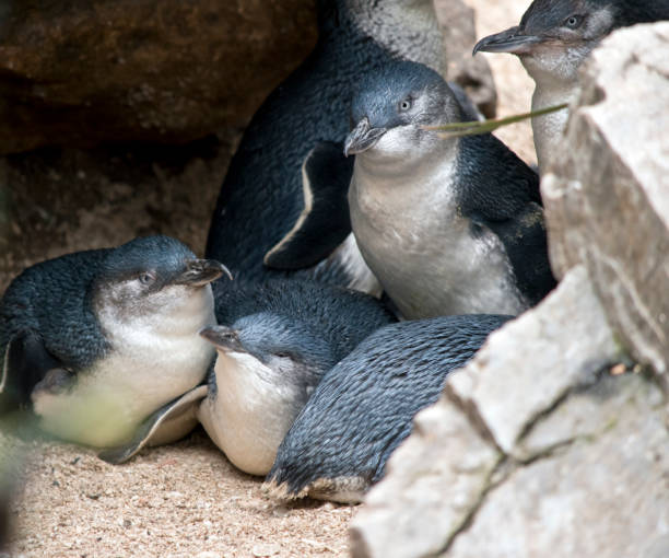 istock a group of fairy penguins 1171067567