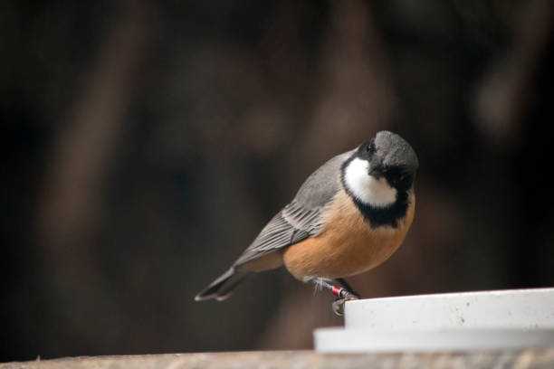 istock a rufous whistler feeding 1171068944