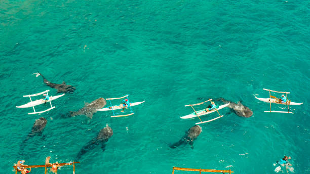 istock Oslob Whale Shark Watching in Philippines, Cebu Island 1171069788