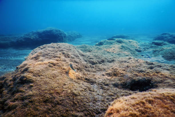 istock Underwater Scene Sunlight, fish Underwater Life. 1171070462