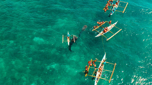 istock Oslob Whale Shark Watching in Philippines, Cebu Island 1171071921