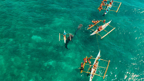 Oslob Whale Shark Watching in Philippines, Cebu Island Tourists are watching whale sharks in the town of Oslob, Philippines, aerial view. Summer and travel vacation concept fish swimming from above stock pictures, royalty-free photos & images
