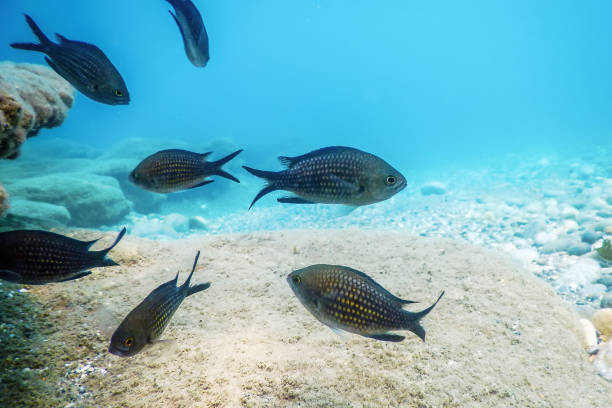 istock Under the Sea, Underwater Scene Sunlight, Fish Underwater Life. 1171072101