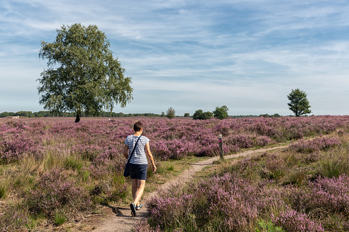 Woman at hiking trail through blooming purple heath field near Ermelo, The Netherlands