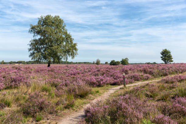 istock Veluwe hiking trail through Dutch blooming purple heath 1171073572