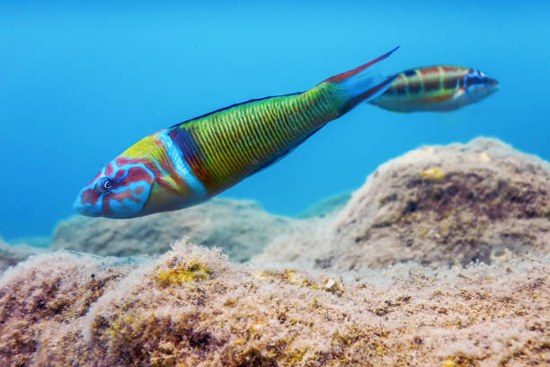 Ornate Wrasse (Thalassoma Pavo) Colorful Fish Underwater