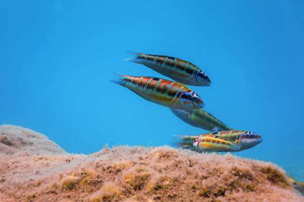 Ornate Wrasse (Thalassoma Pavo) Colorful Fish Underwater Ornate Wrasse (Thalassoma Pavo) Colorful Fish Underwater thalassoma pavo stock pictures, royalty-free photos & images