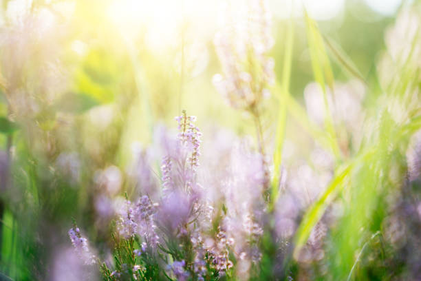 istock Forest pink flowers in sunset. Spring scene background 1171075668