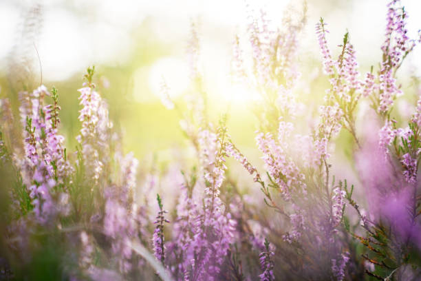 istock Forest pink flowers in sunset. Spring scene background 1171075713