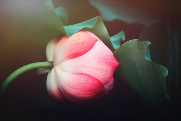 fiore di loto estivo - lotus single flower water lily water foto e immagini stock