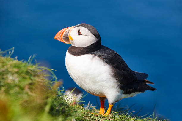 istock Puffin on Mykines cliffs under blue sky. Faroe birdlife 1171077735