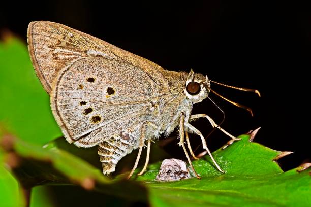 istock Butterfly eating food on leaf. 1171077827