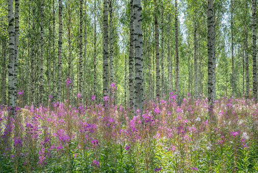 Wild flowers in Spring, Worcester, Pennsylvania, USA