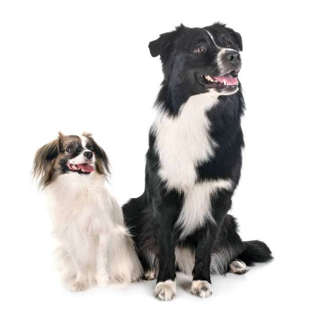 istock australian shepherd and palene dog 1171078038