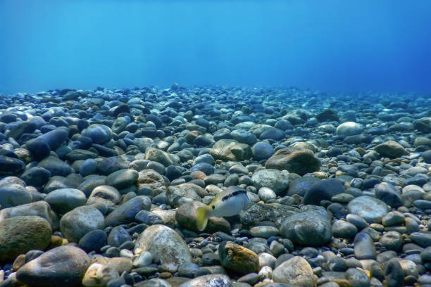 istock Underwater Rocks and Pebbles on the Seabed 1171078085