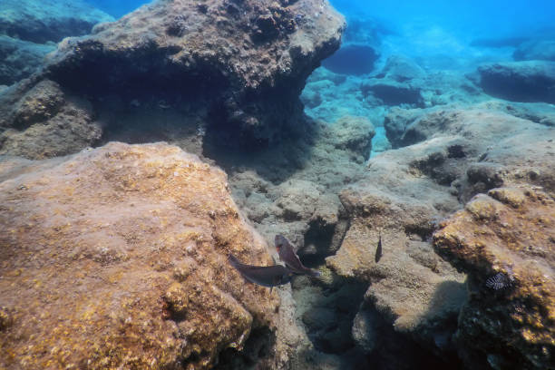 istock Underwater Scene Sunlight, fish Underwater Life. 1171078149