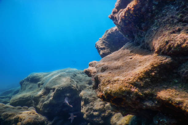 istock Sea Life Underwater Rocks Sunlight, Underwater Life 1171078159