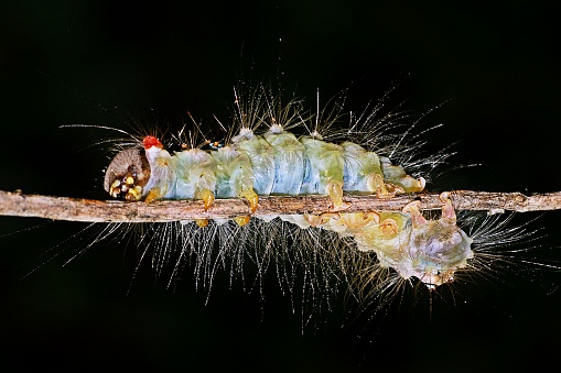 Caterpillar crawling on brown branch.