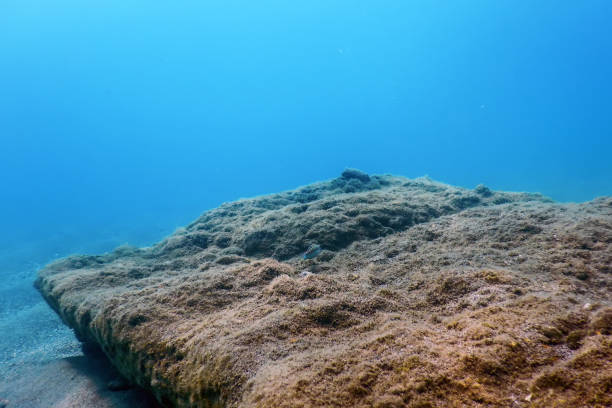 istock Sea Life Underwater Rocks Sunlight, Underwater Life 1171079371