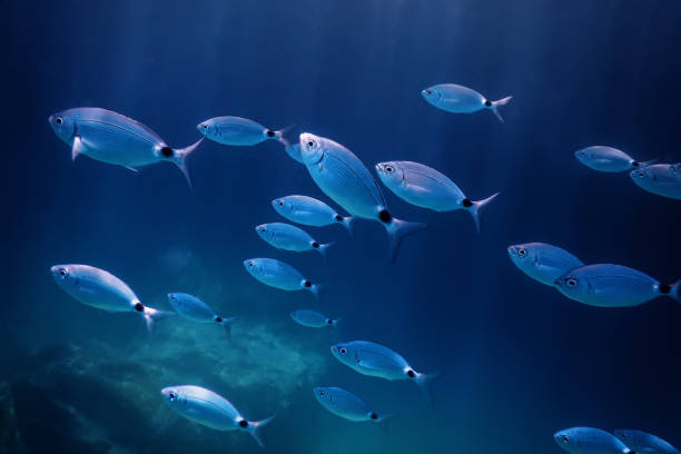 istock Fish School Underwater. Fishes underwater background. 1171079391